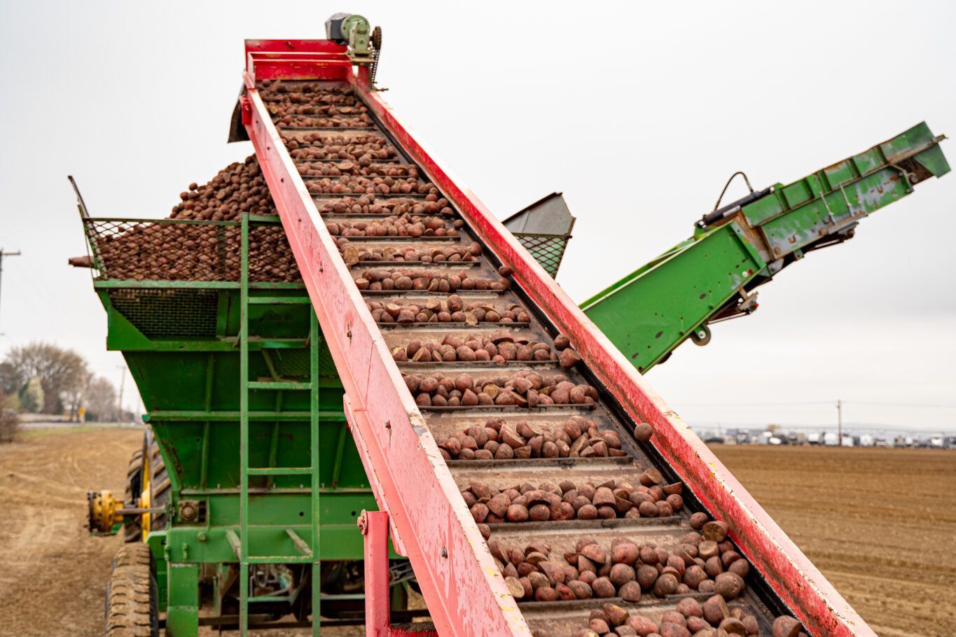 World's highest potato yield per acre, world record in Washington State