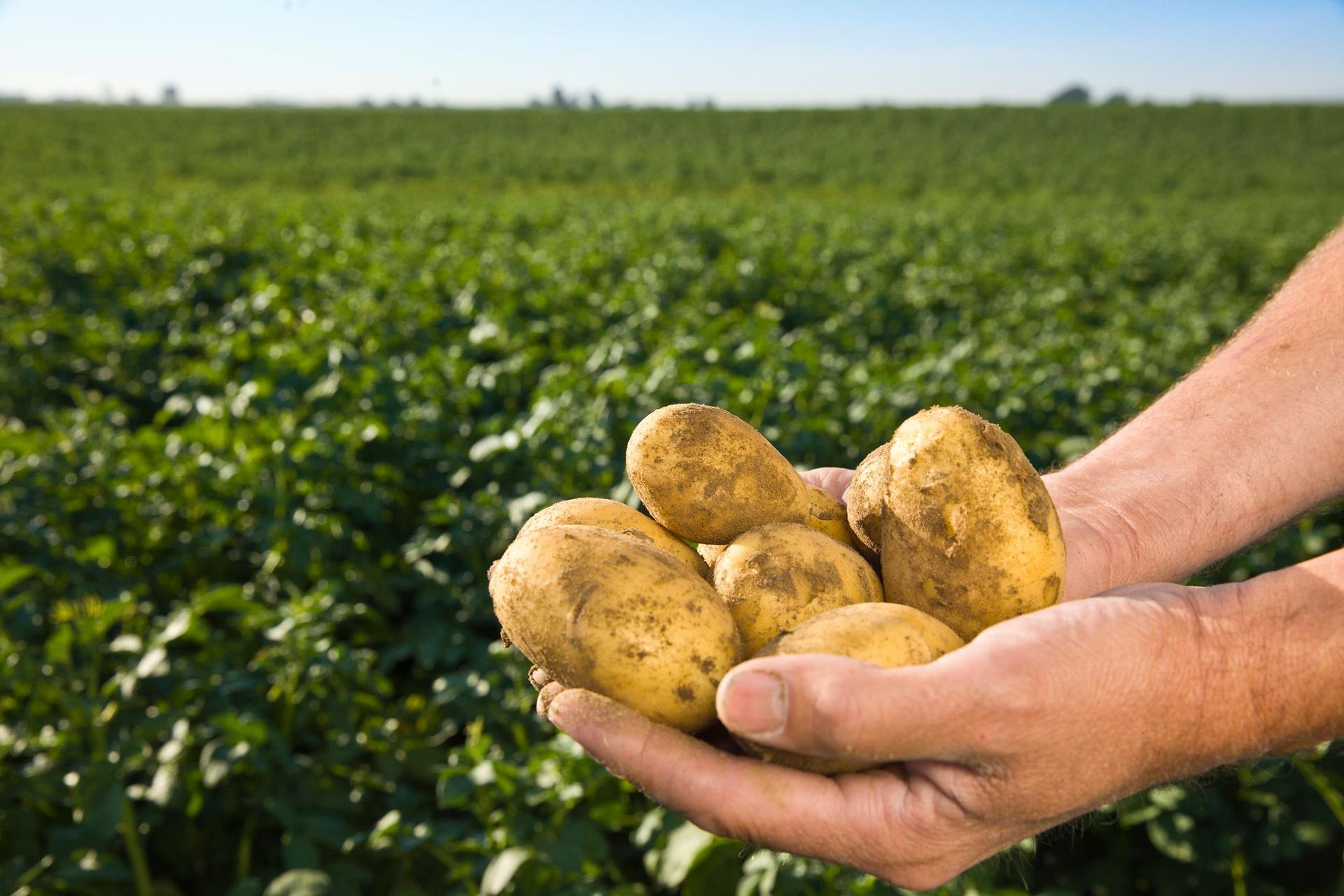 World's highest potato yield per acre, world record in Washington State