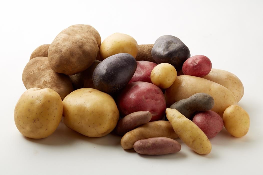 World's highest potato yield per acre, world record in Washington State