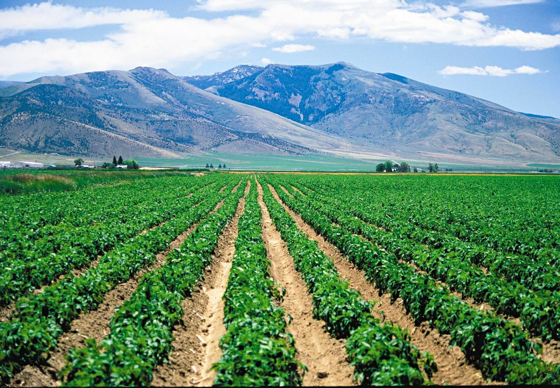 World's highest potato yield per acre, world record in Washington State