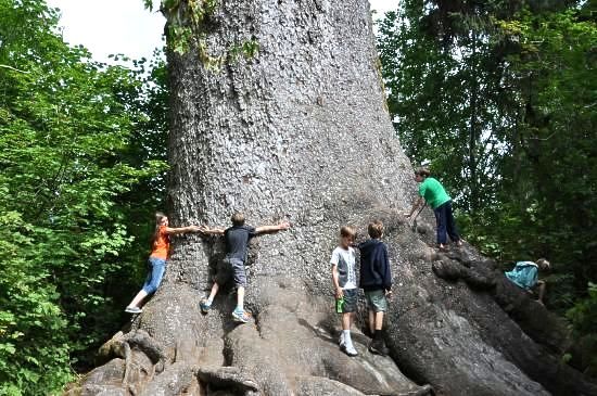 World's Largest Sitka Spruce, world record in Quinault, Washington