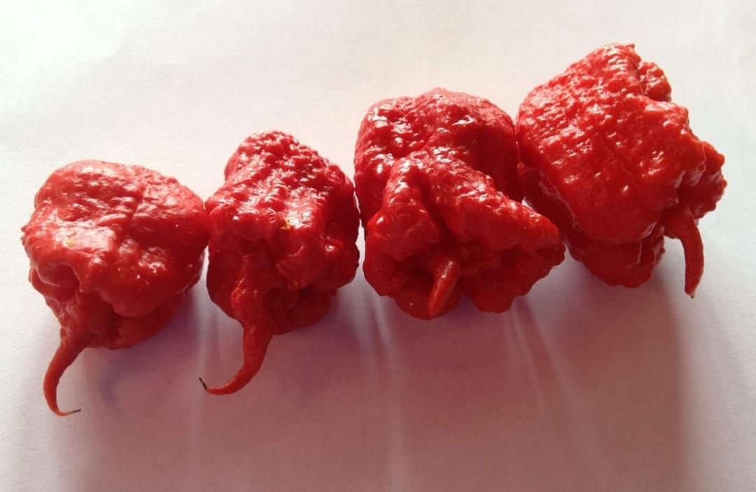 World's Hottest Chilli Pepper, world record in Fort Mill, South Carolina