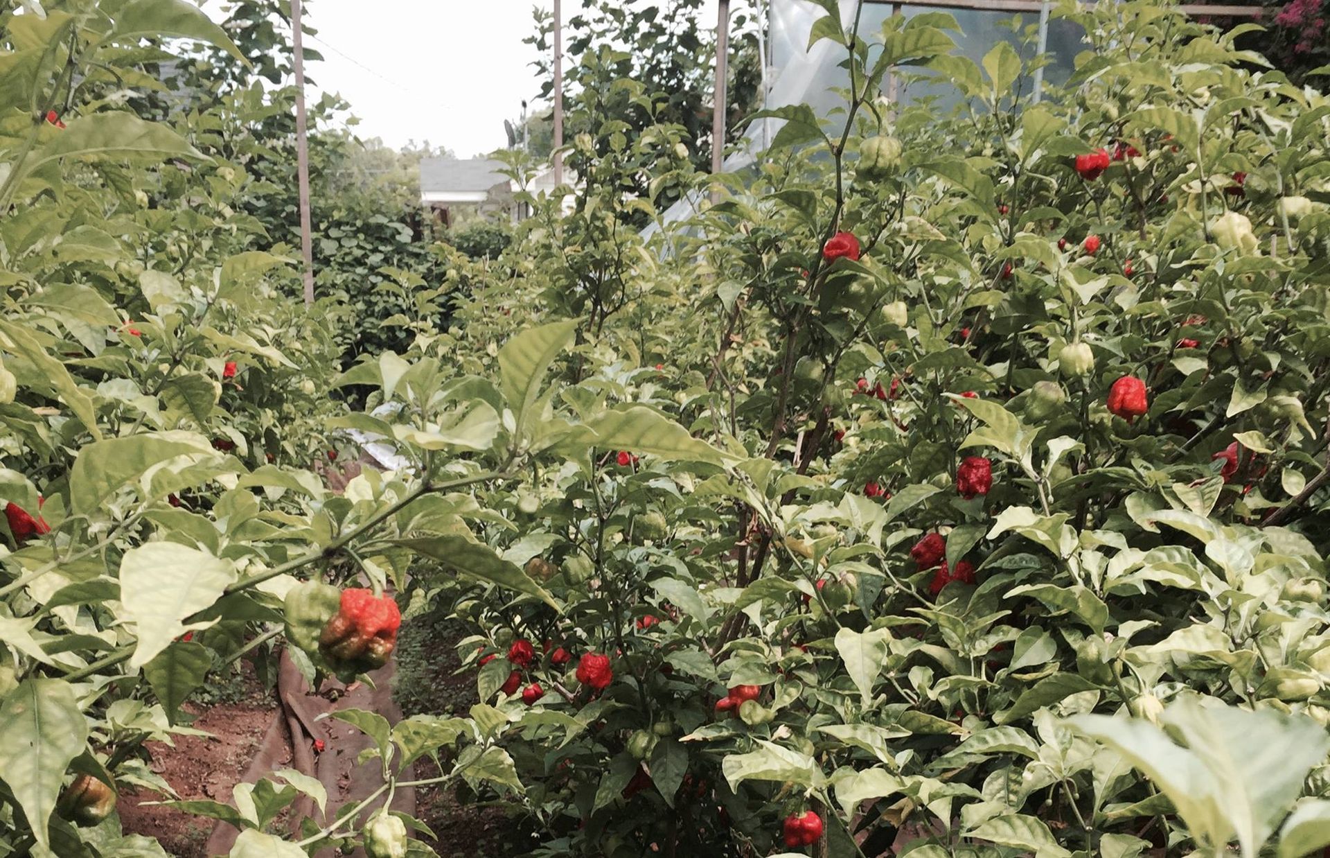 World's Hottest Chilli Pepper, world record in Fort Mill, South Carolina