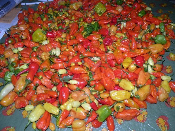 World's Hottest Chilli Pepper, world record in Fort Mill, South Carolina