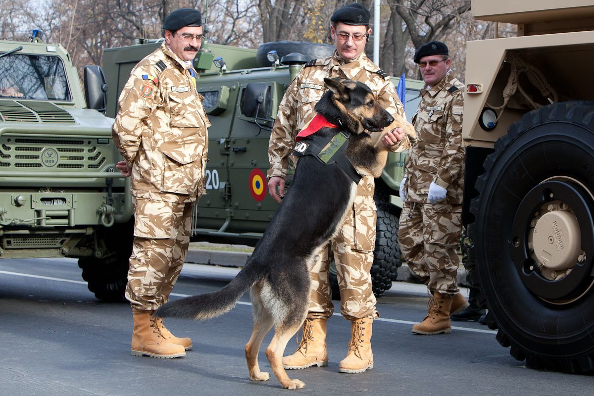 The Hero Dog with the most participation in a National Day parade: Max the Hero Dog