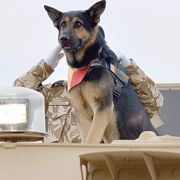 The Hero Dog with the most participation in a National Day parade: Max the Hero Dog