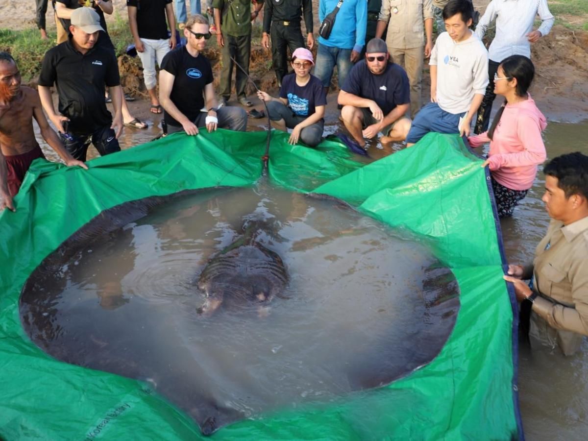 Largest freshwater fish in the world, world record in the Mekong, Cambodia