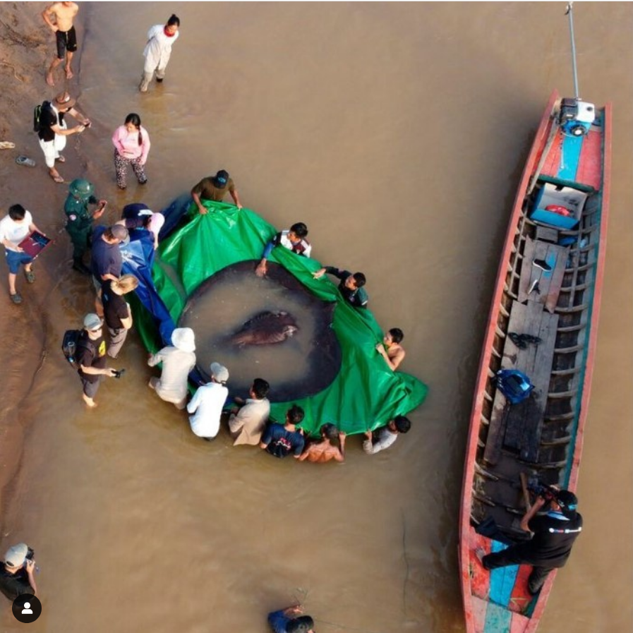 World's Largest Freshwater Fish, world record in the Mekong River, Cambodia