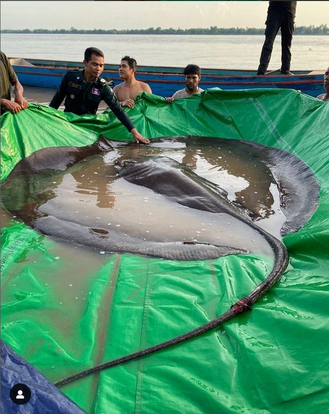 World's Largest Freshwater Fish, world record in the Mekong River, Cambodia