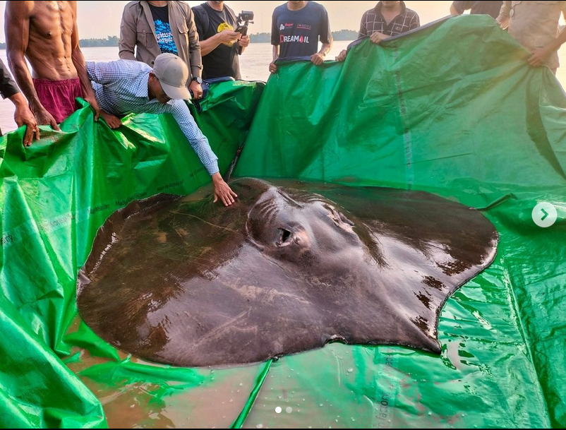 World's Largest Freshwater Fish, world record in the Mekong River, Cambodia