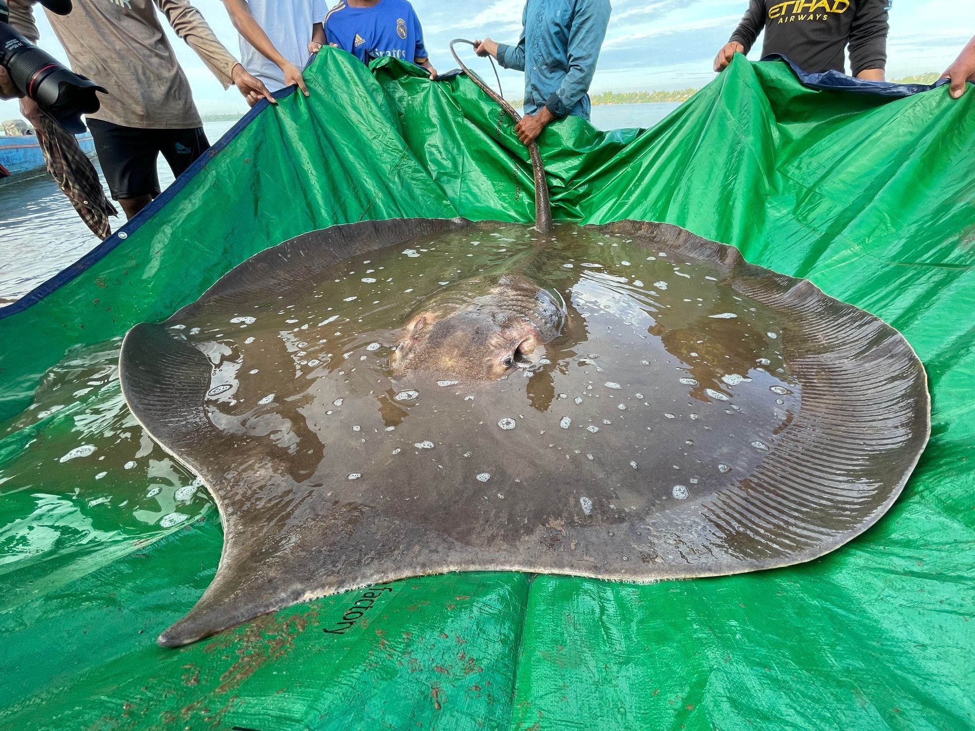 World's Largest Freshwater Fish, world record in the Mekong River, Cambodia