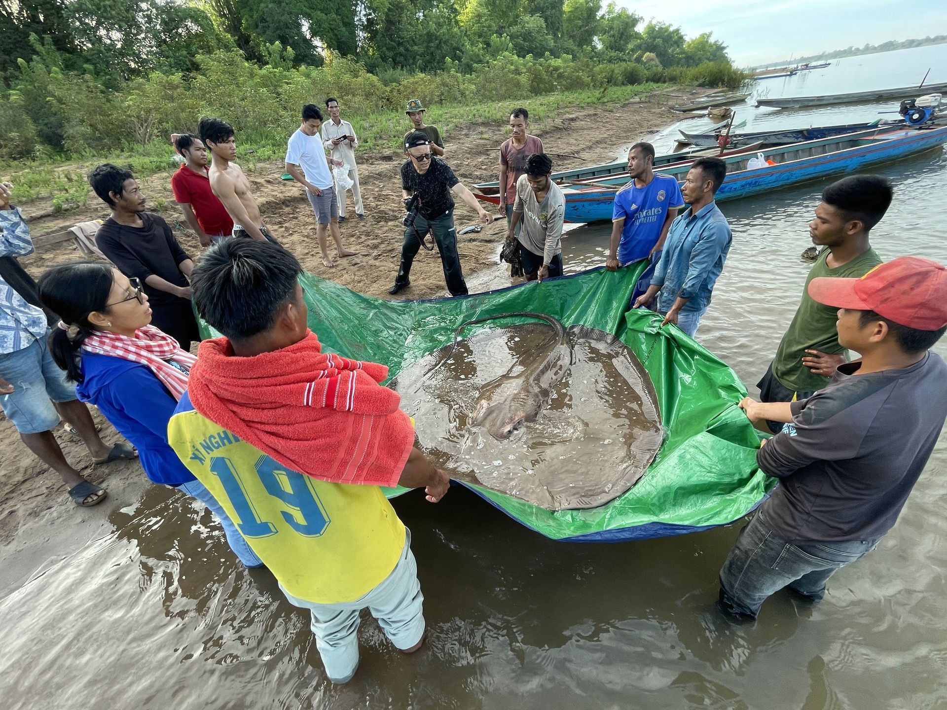 World's Largest Freshwater Fish, world record in the Mekong River, Cambodia