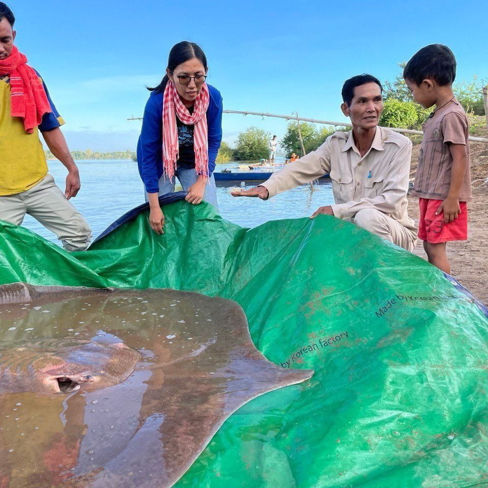 World's Largest Freshwater Fish, world record in the Mekong River, Cambodia