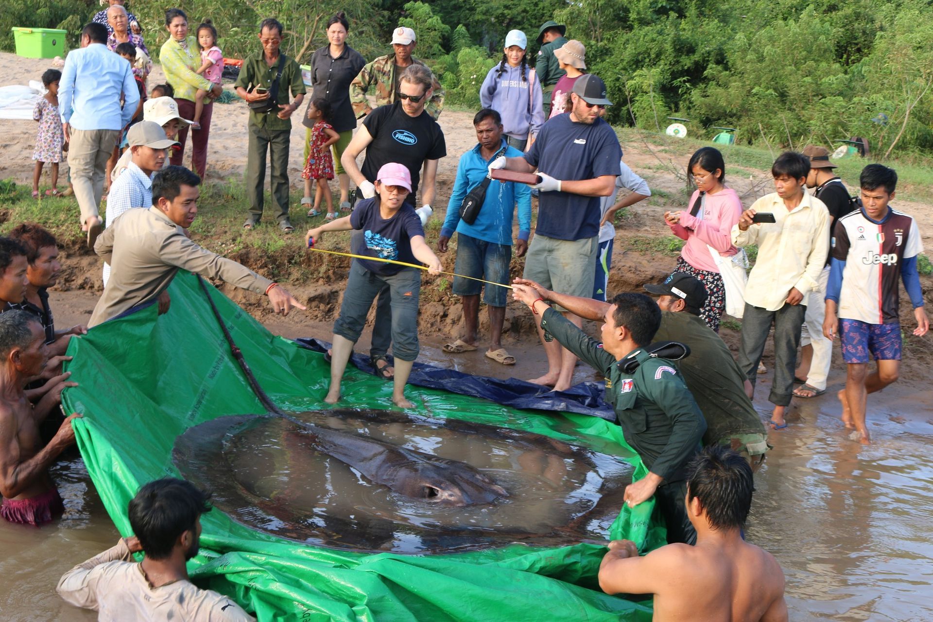 World's Largest Freshwater Fish, world record in the Mekong River, Cambodia