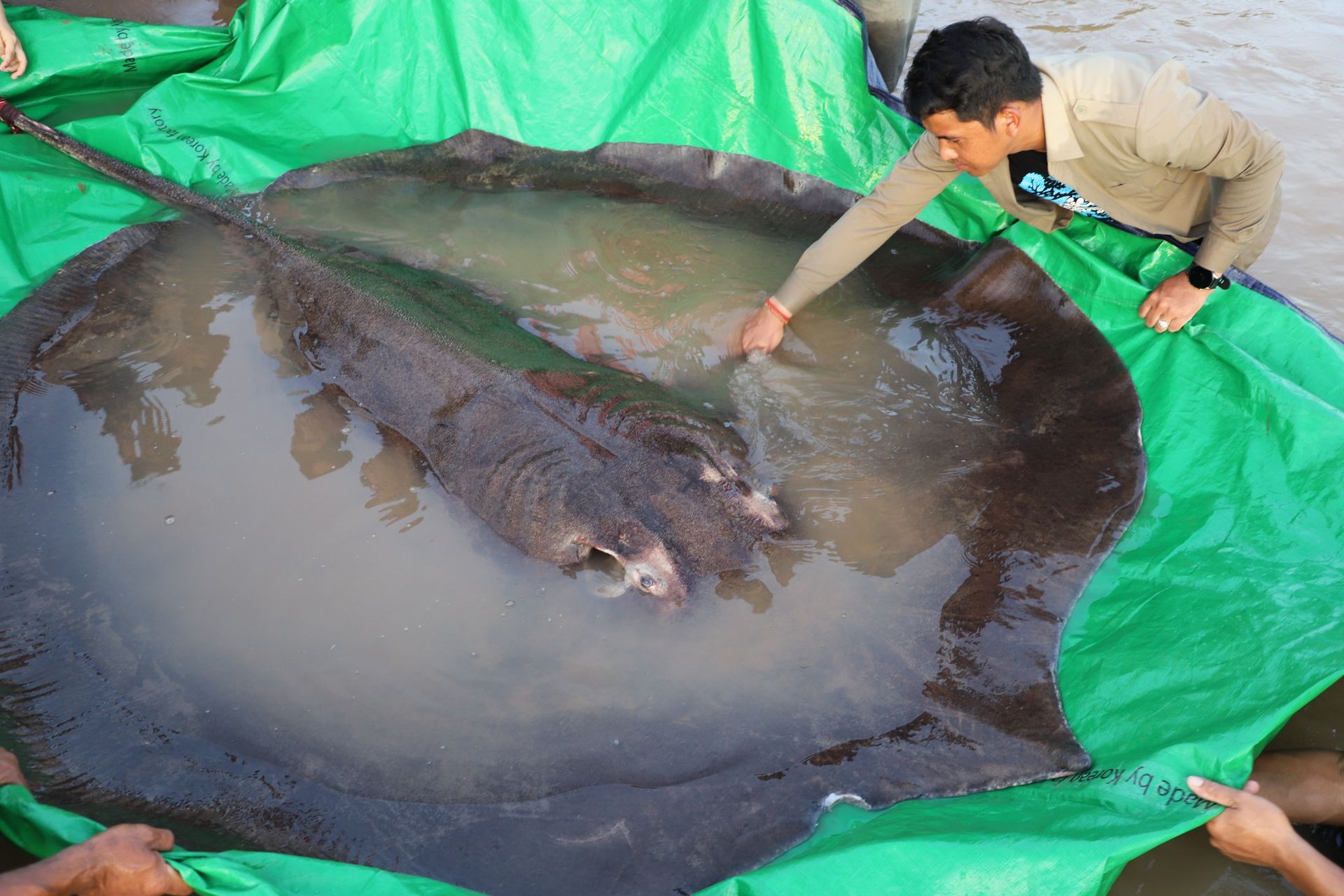 World's Largest Freshwater Fish, world record in the Mekong River, Cambodia