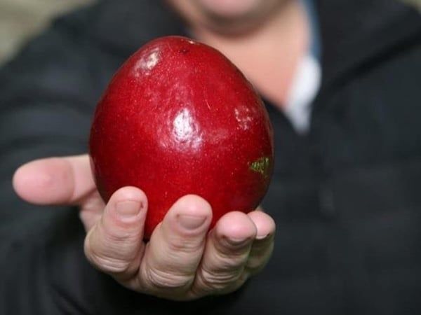 World's Heaviest Plum, world record in Waboomskraal, South Africa