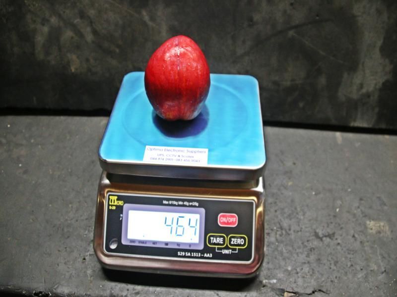 World's Heaviest Plum, world record in Waboomskraal, South Africa