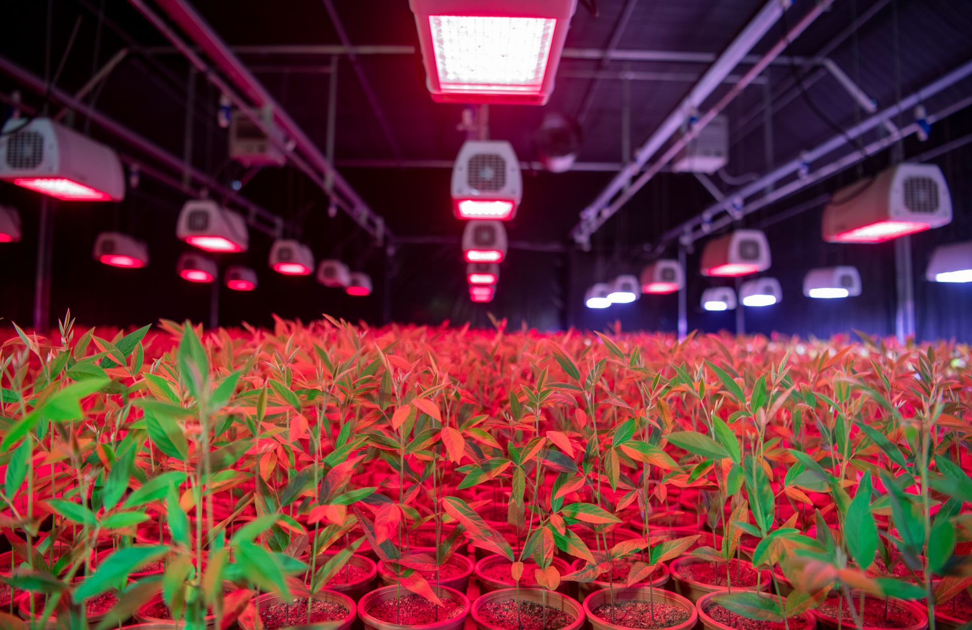 World’s First Heat-resilient Pigeon Pea, India sets world record World’s First Heat-resilient Pigeon Pea, India sets world record