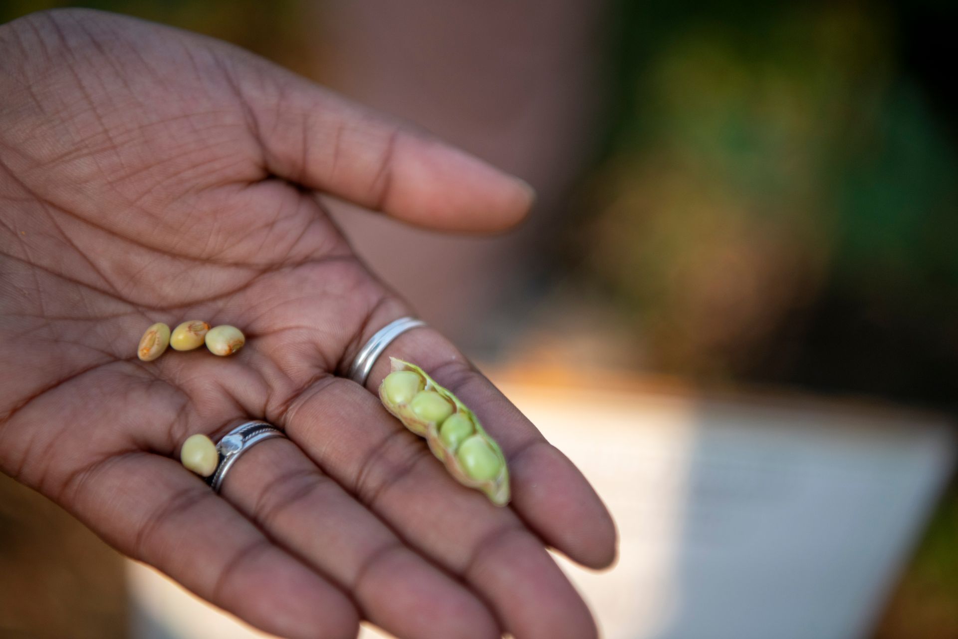 World’s First Heat-resilient Pigeon Pea, India sets world record World’s First Heat-resilient Pigeon Pea, India sets world record