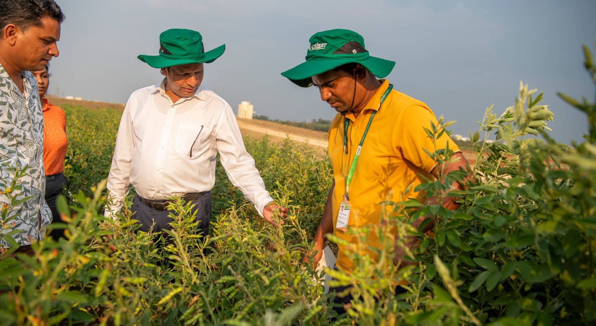World’s First Heat-resilient Pigeon Pea, India sets world record World’s First Heat-resilient Pigeon Pea, India sets world record
