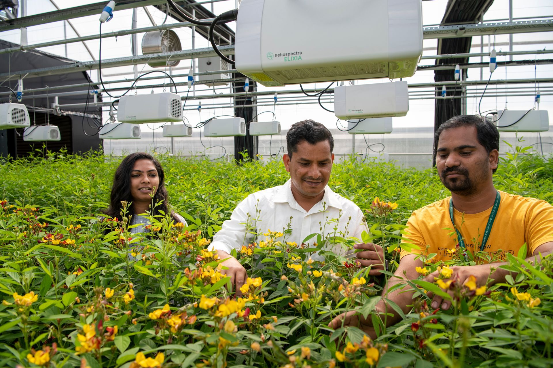 World’s First Heat-resilient Pigeon Pea, India sets world record World’s First Heat-resilient Pigeon Pea, India sets world record