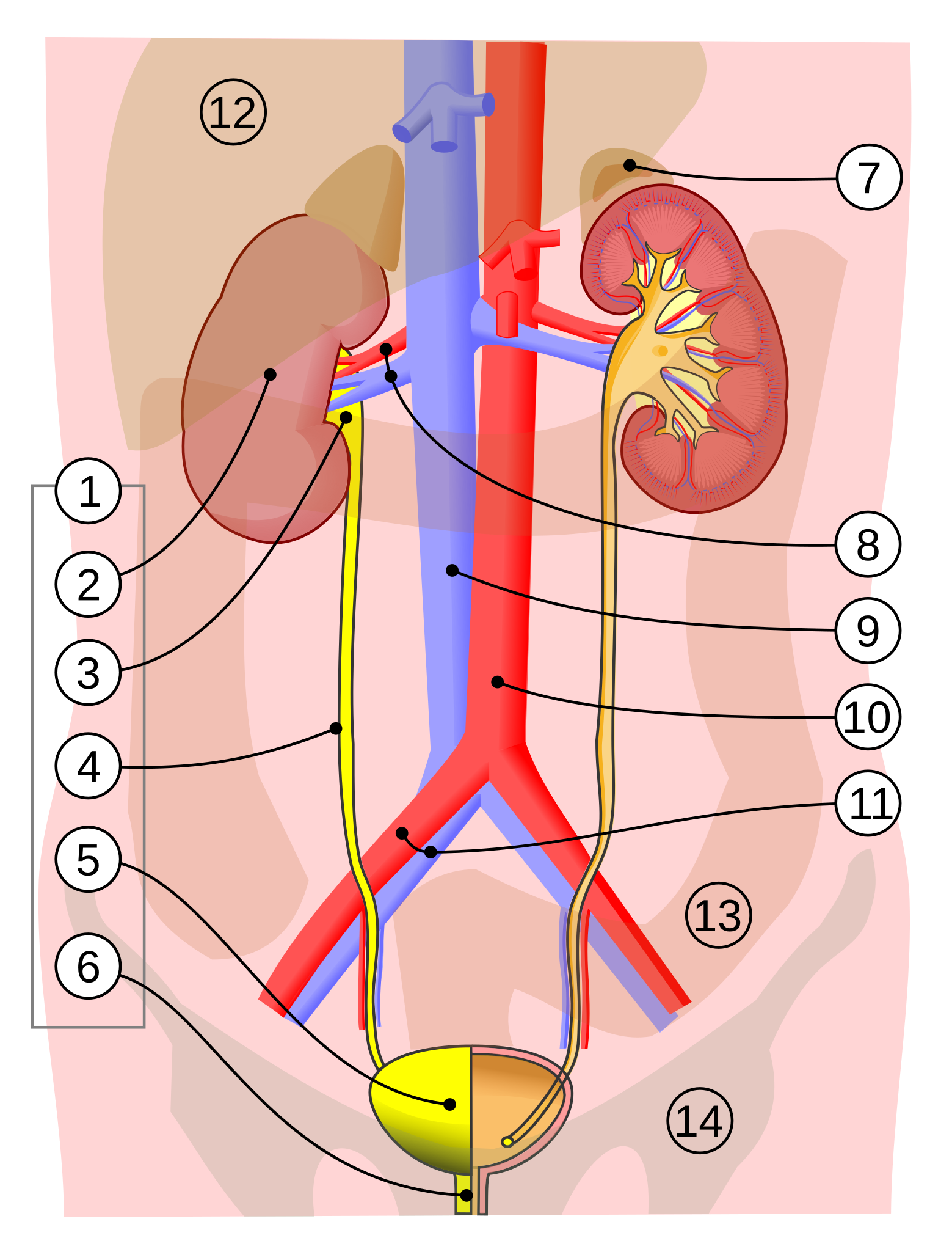 World's First Human Bladder Transplant, world record set in Los Angeles, California World's First Human Bladder Transplant, world record set in Los Angeles, California