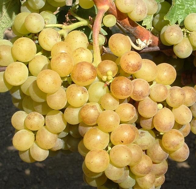 Most Awarded Wine, world record set by Romania's 'Grasa de Cotnari' Most Awarded Wine, world record set by Romania's 'Grasa de Cotnari'