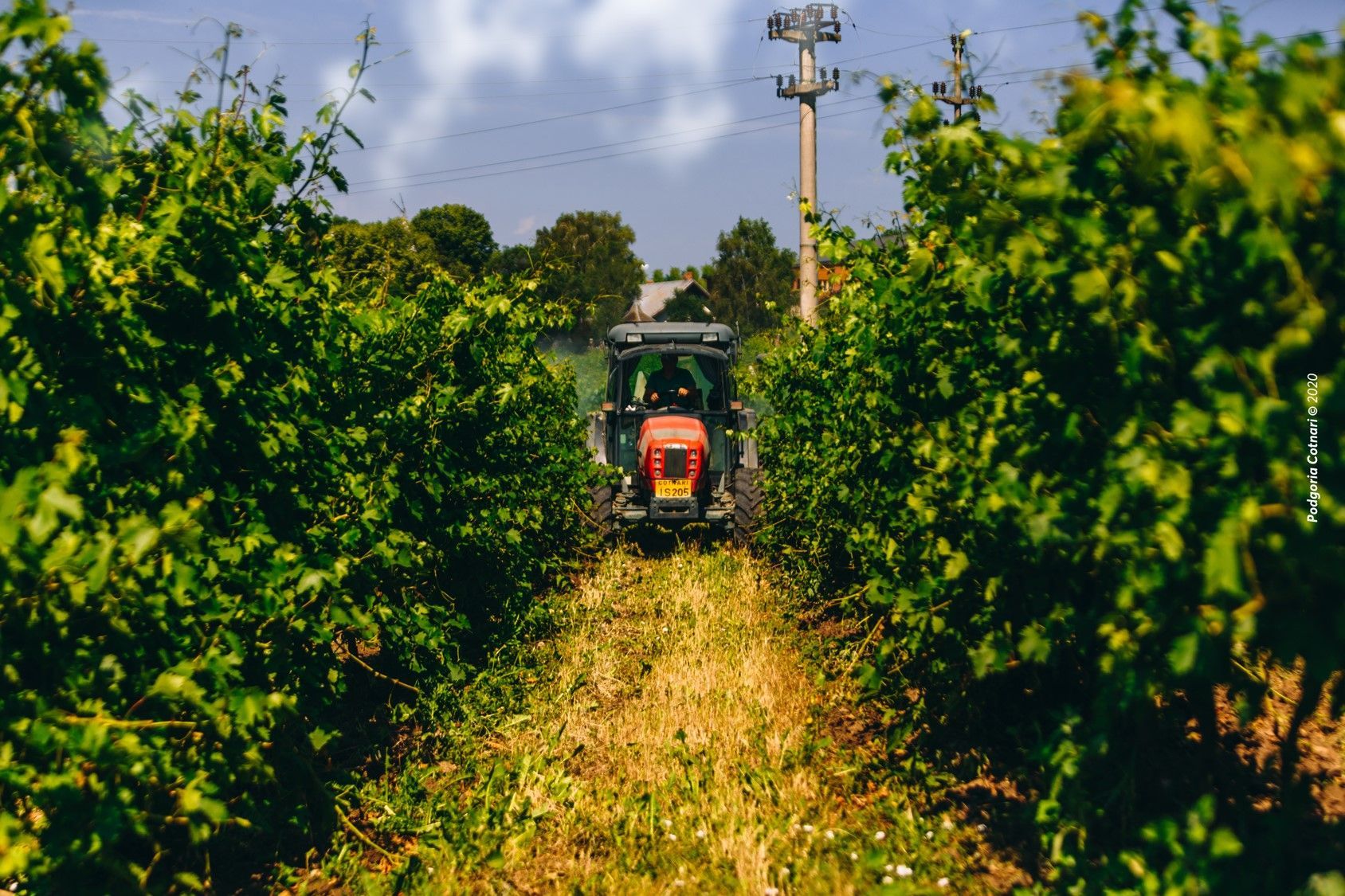 Most awarded winery, world record set by the Cotnari Winery Most awarded winery, world record set by the Cotnari Winery