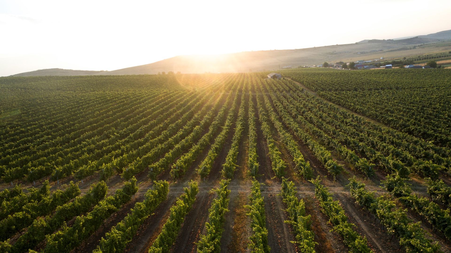 Most awarded winery, world record set by the Cotnari Winery Most awarded winery, world record set by the Cotnari Winery