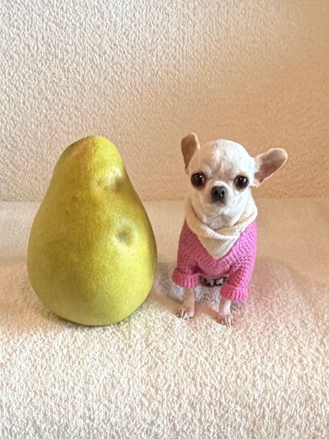 World's Smallest Dog, world record in Orlando, Florida
