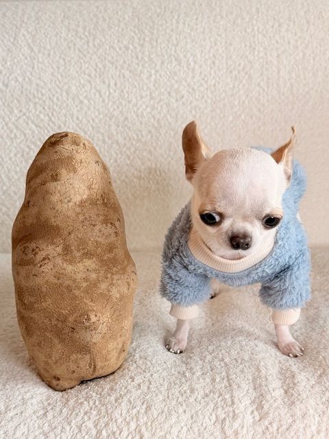 World's Smallest Dog, world record in Orlando, Florida
