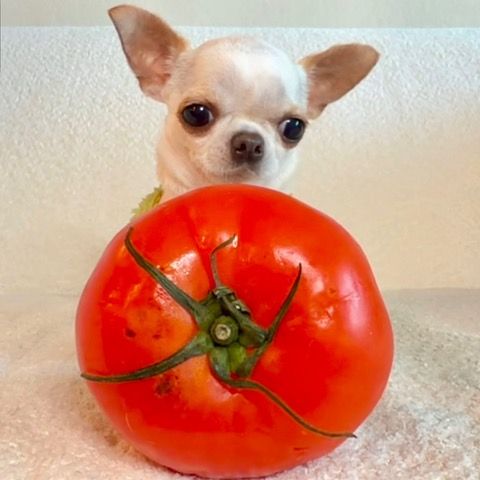 World's Smallest Dog, world record in Orlando, Florida
