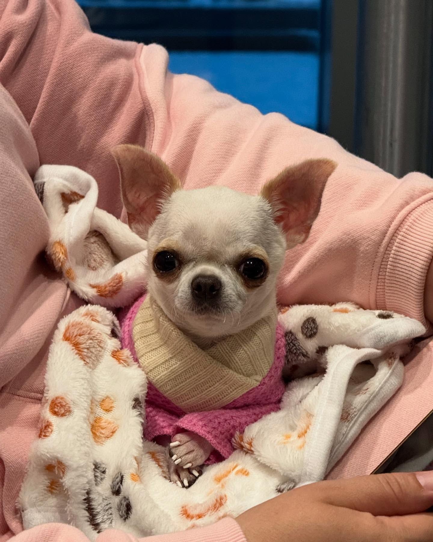 World's Smallest Dog, world record in Orlando, Florida World's Smallest Dog, world record in Orlando, Florida