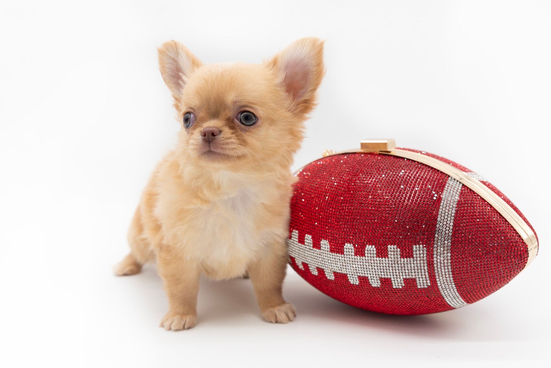 World's Smallest Dog, world record in Orlando, Florida
