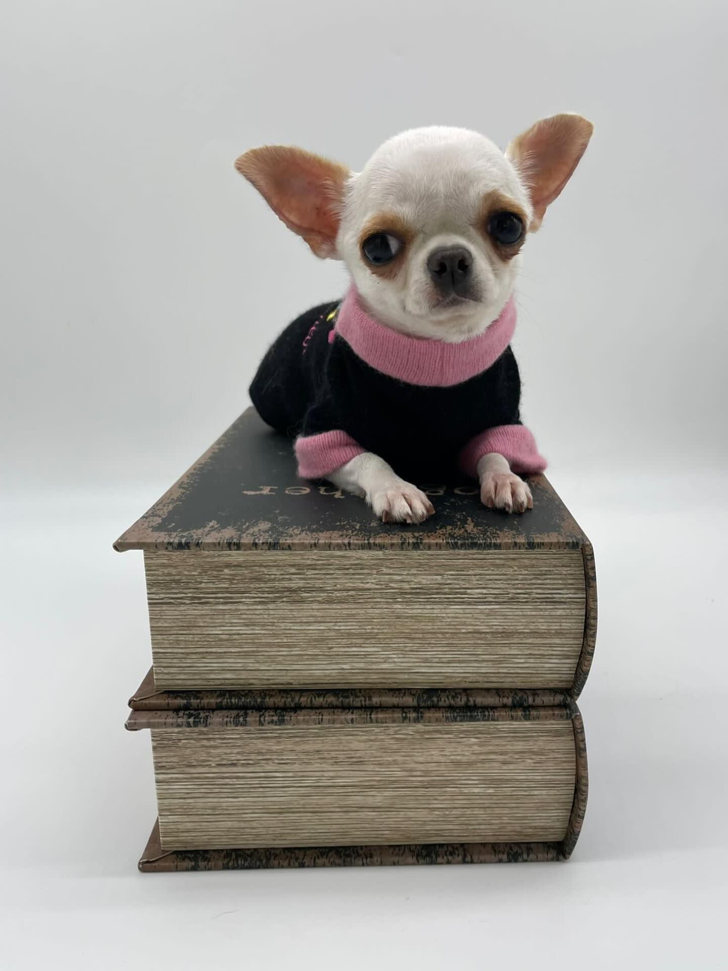 World's Smallest Dog, world record in Orlando, Florida World's Smallest Dog, world record in Orlando, Florida