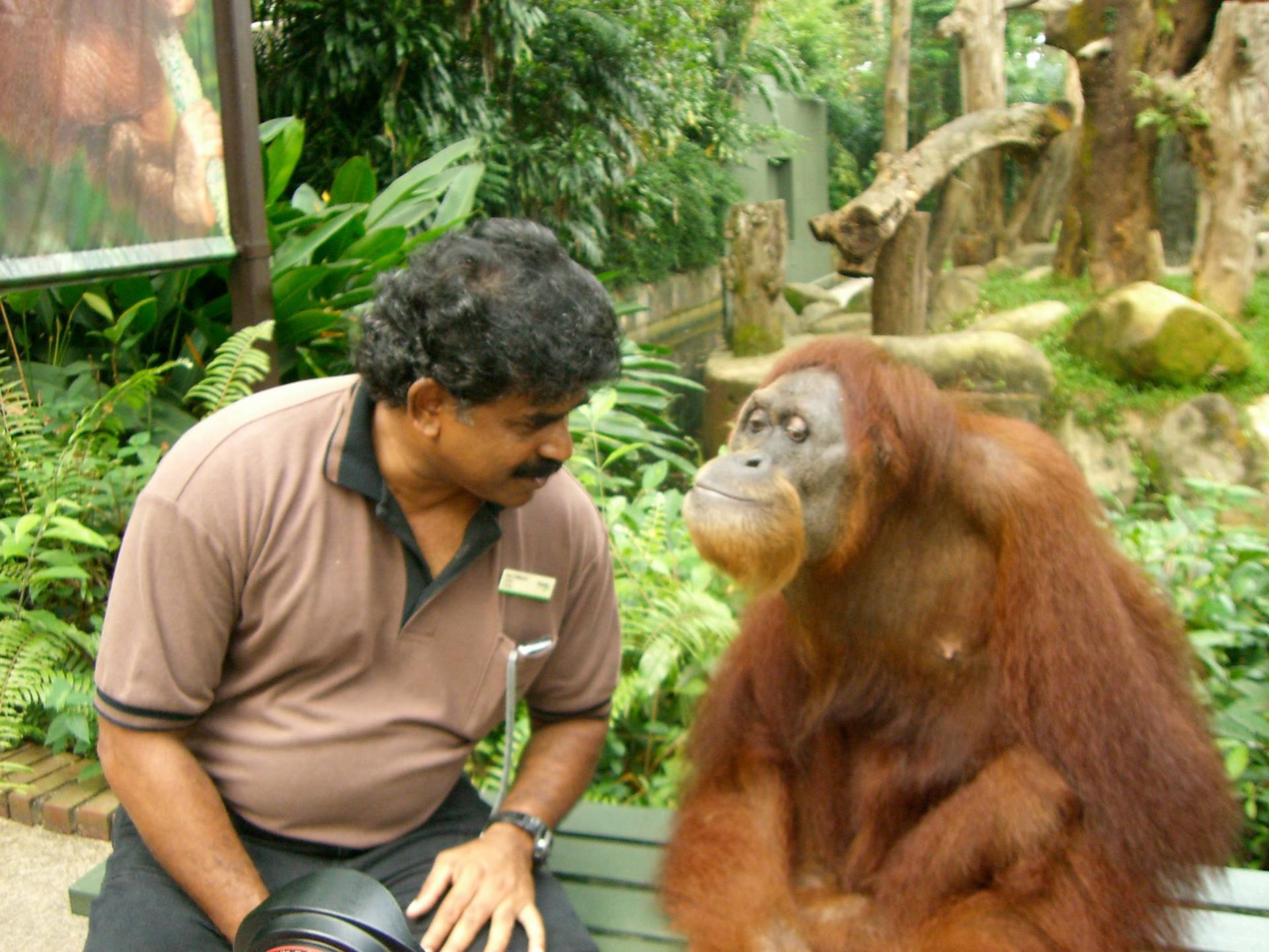 world's First Nocturnal Zoo, world record in Singapore world's First Nocturnal Zoo, world record in Singapore