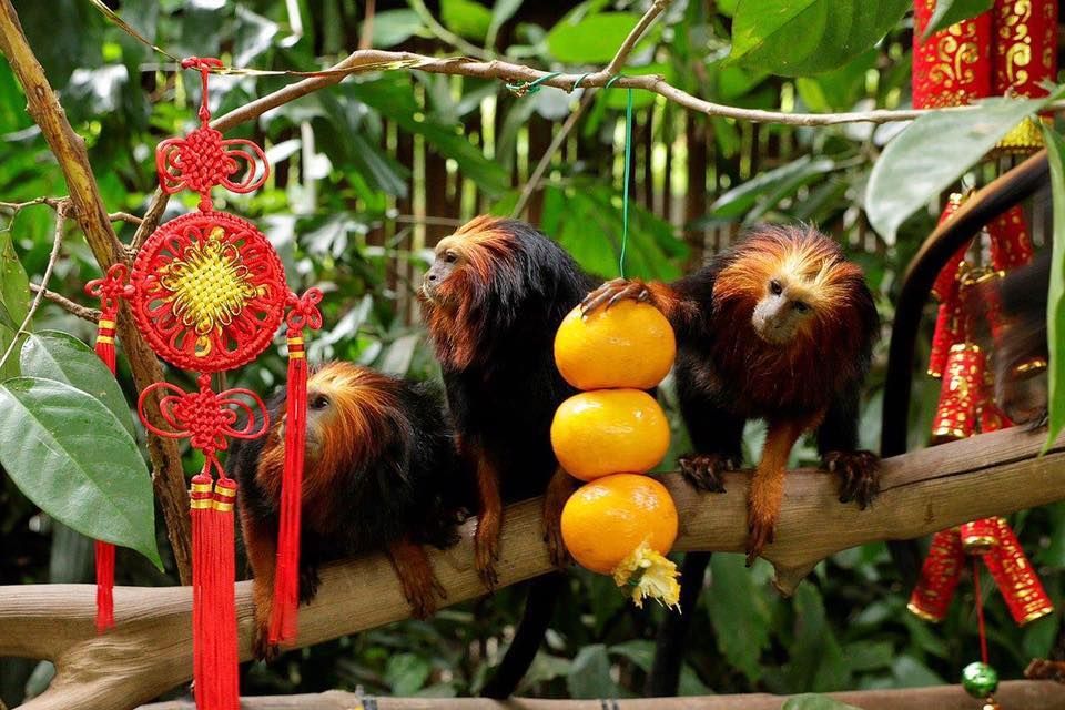 world's First Nocturnal Zoo, world record in Singapore world's First Nocturnal Zoo, world record in Singapore