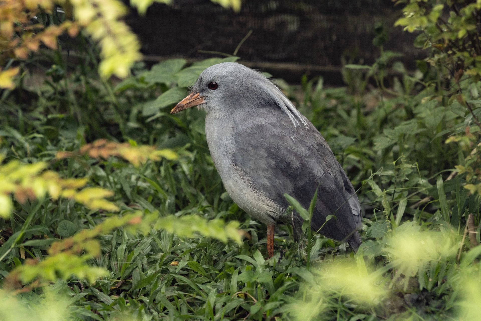 world's First Nocturnal Zoo, world record in Singapore world's First Nocturnal Zoo, world record in Singapore
