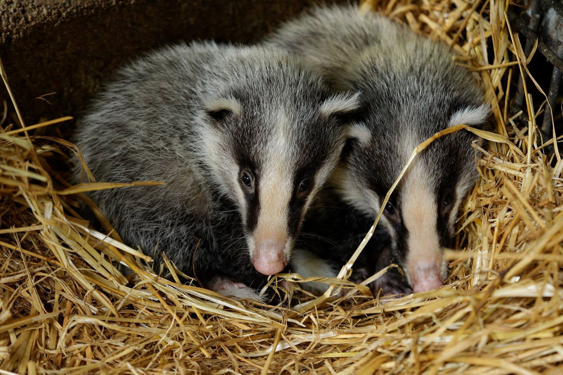world's First Nocturnal Zoo, world record in Singapore world's First Nocturnal Zoo, world record in Singapore
