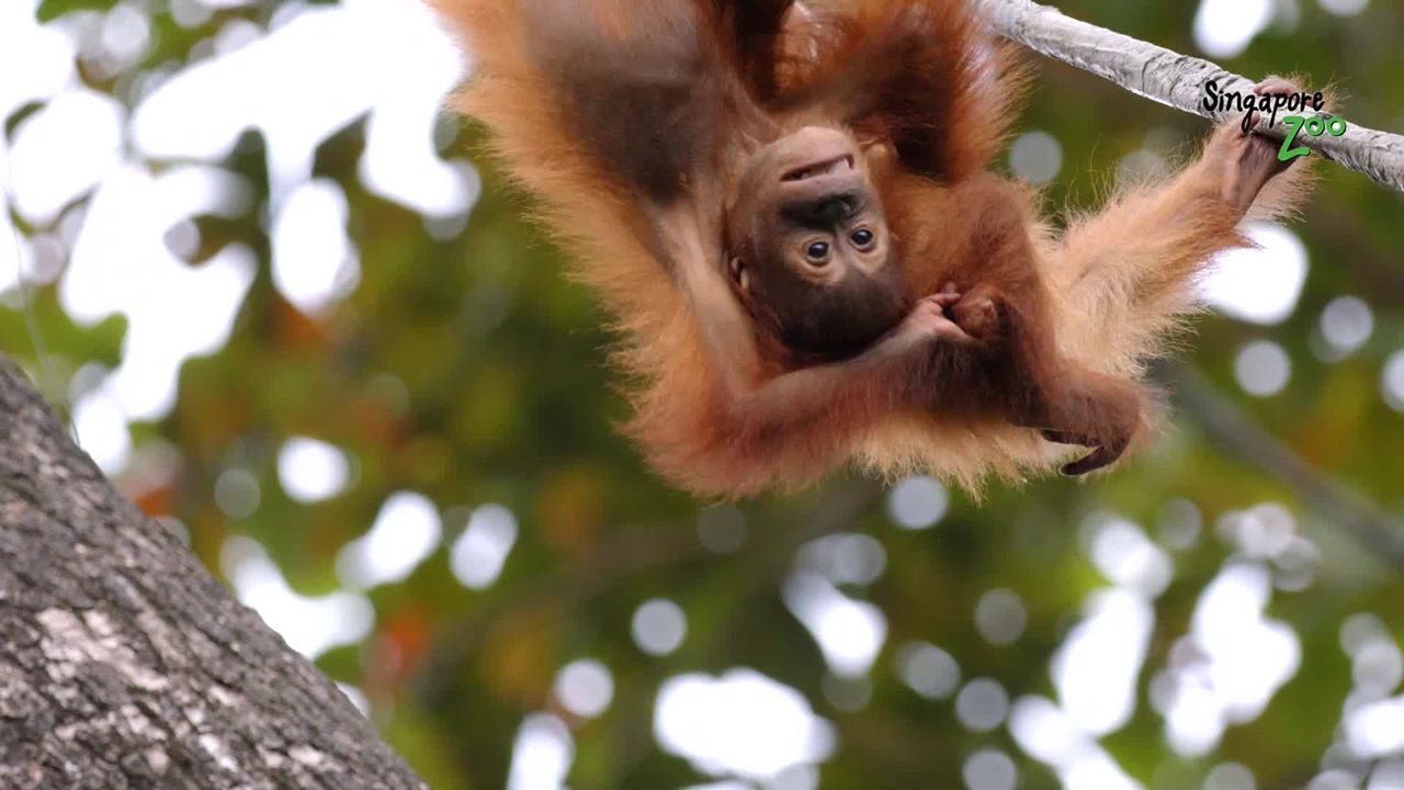 world's First Nocturnal Zoo, world record in Singapore world's First Nocturnal Zoo, world record in Singapore