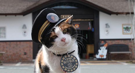 World's First Station Master cat