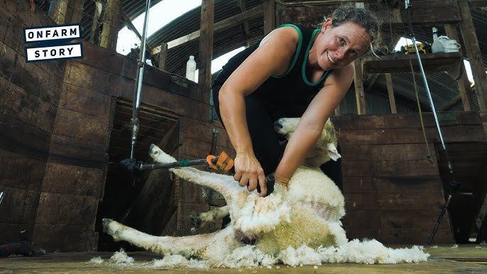 Fastest female shearer-world record set by Emily Welch
