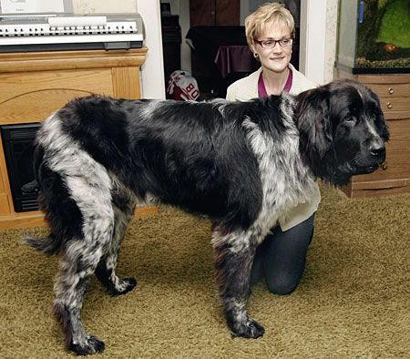 Tallest dog, world record set by Boomer
