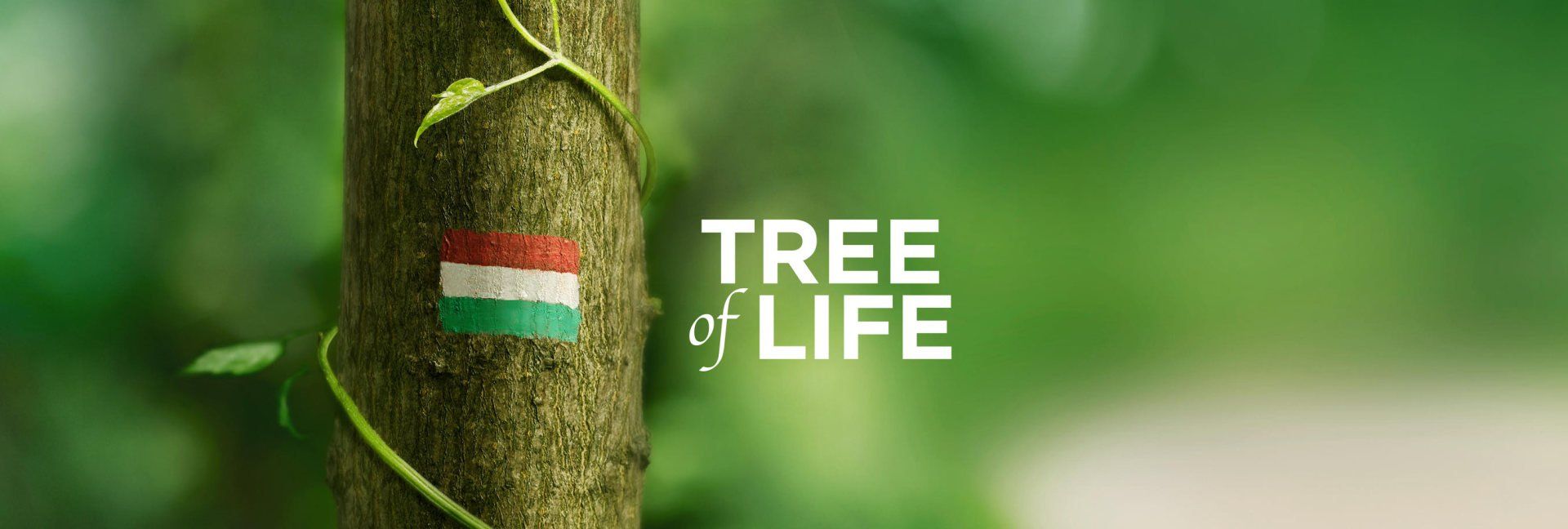 lifetree programme budapest world record