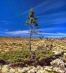  Oldest living tree-world record set by a Swedish spruce