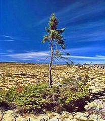 Oldest living tree-world record set by a Swedish spruce