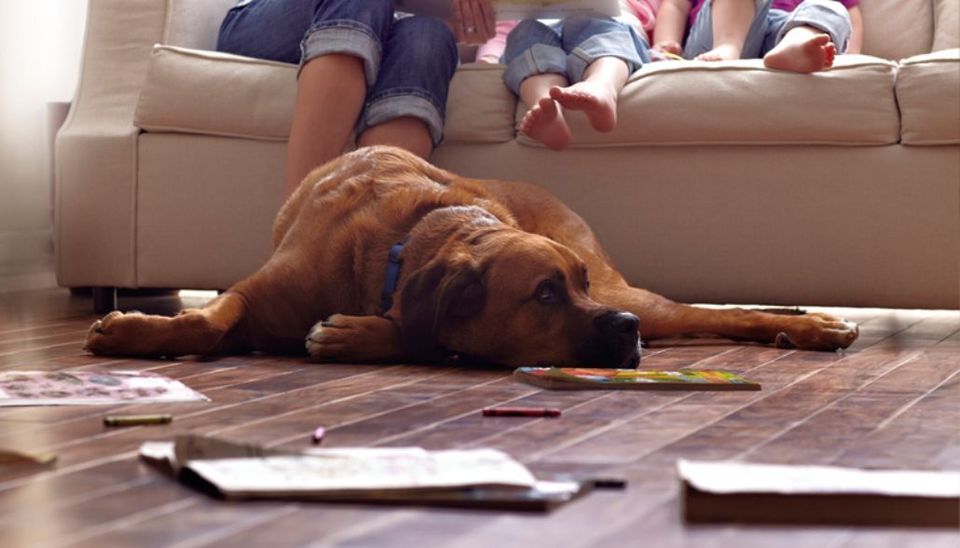 Pet Dog Laying on Flooring — Oklahoma City, OK — Temple Johnson Floor Company