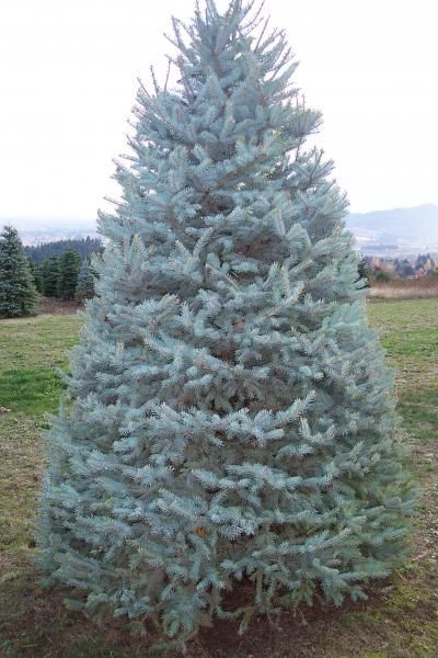 Beautiful Christmas Tree