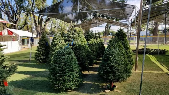 Christmas Tree Farm