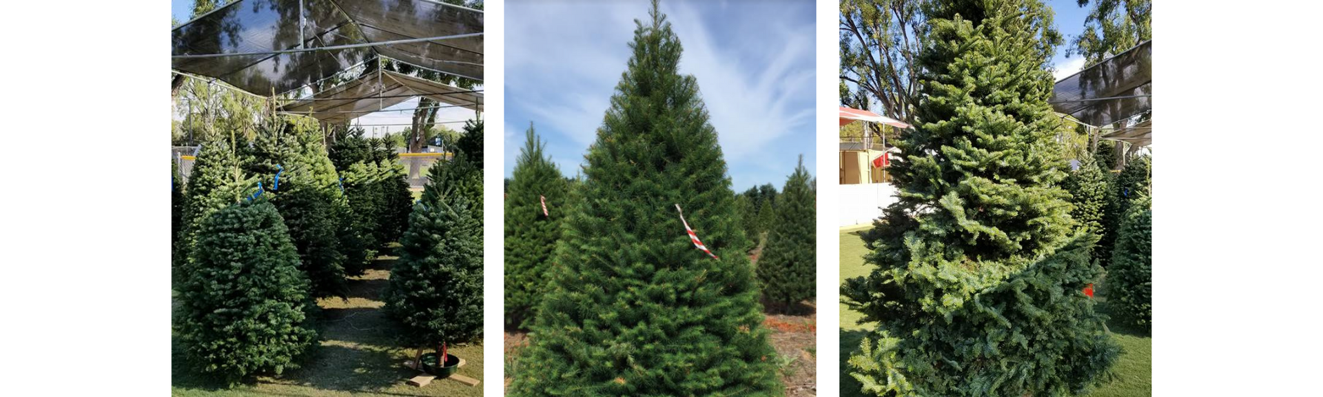 Collage of Christmas Trees